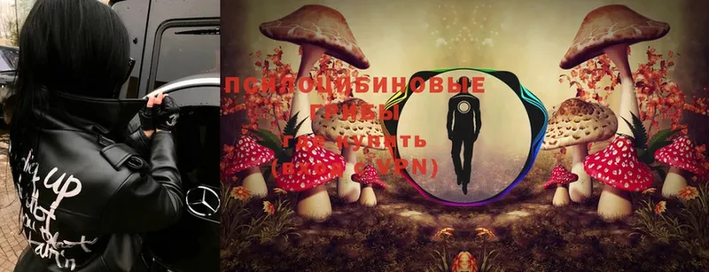 Псилоцибиновые грибы Cubensis  ОМГ ОМГ онион  Ачинск 