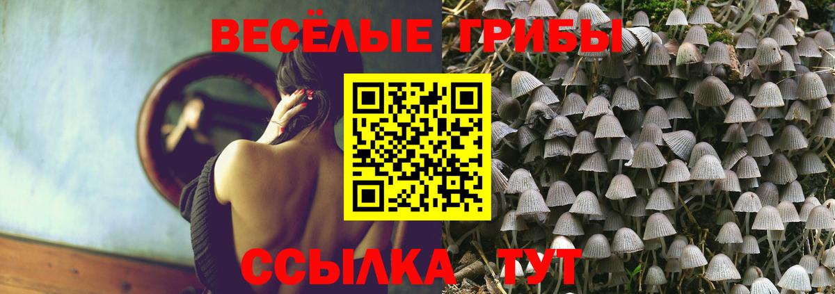 Псилоцибиновые грибы Psilocybe Ачинск